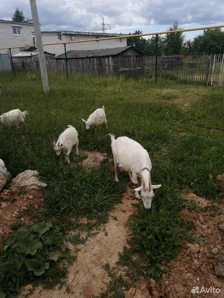 Четыре молодых козы купить на Зозу.ру - фотография № 6