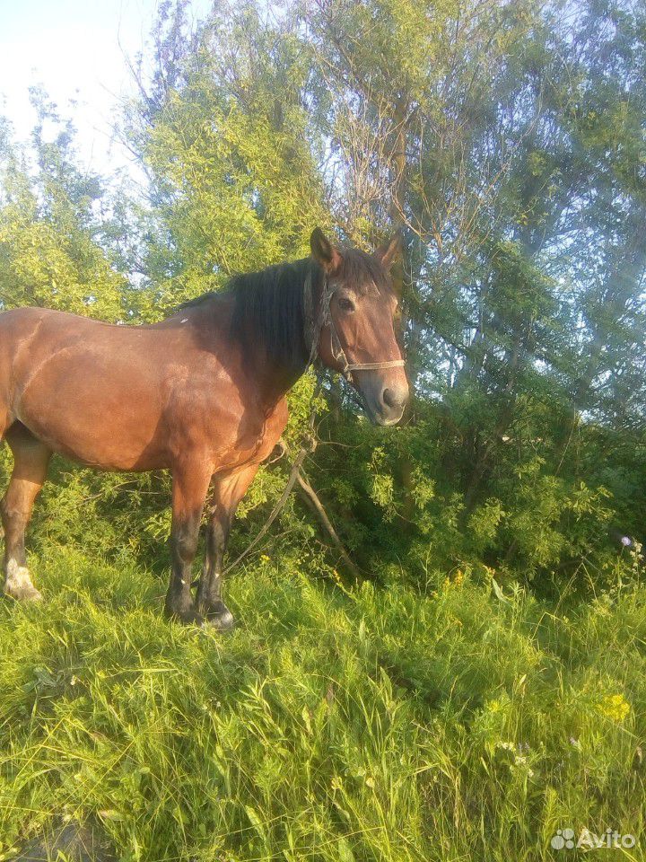 Объявление о продаже лошадей в Курской области. Лошади авито Курск. Где купить коня. Продажа лошадей недорого.