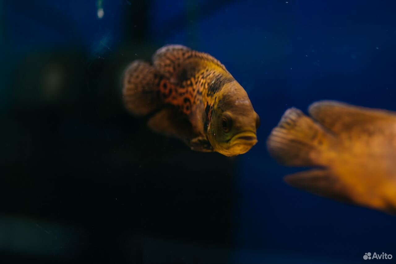 Шикарные аквариумные рыбки более 100 видов купить на Зозу.ру - фотография № 10
