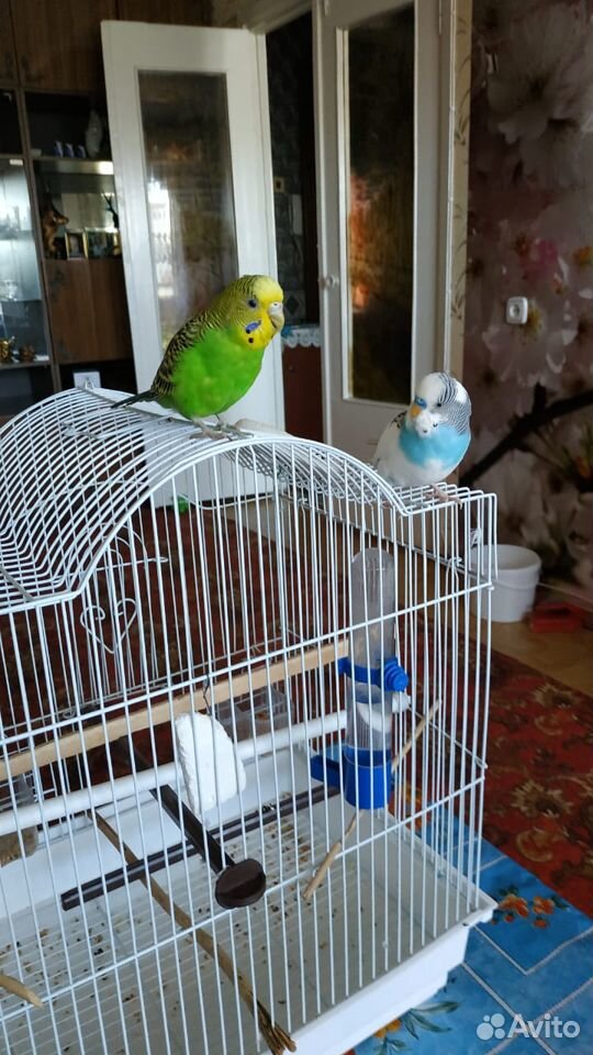 Два волнистых попугая с клеткой купить на Зозу.ру - фотография № 2