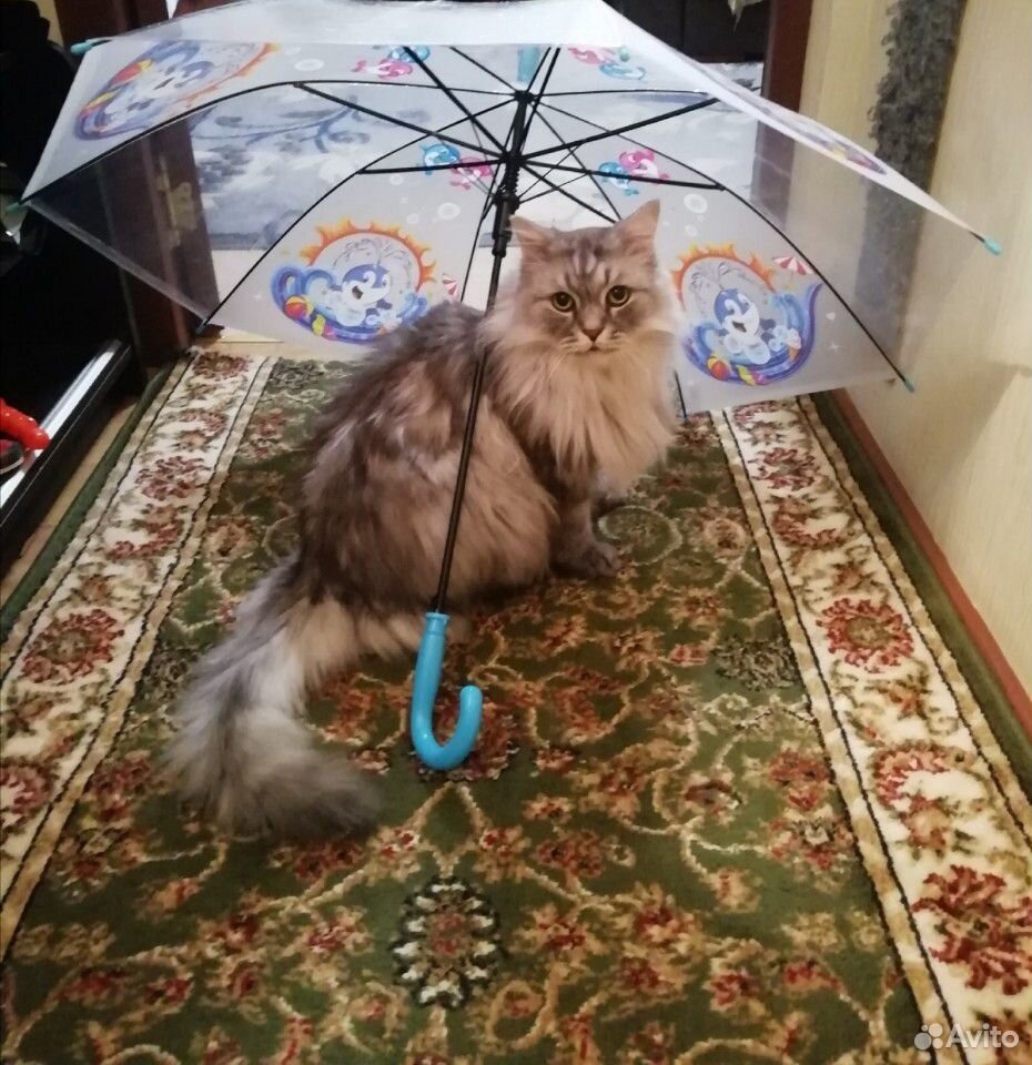 Персидский кот Ваня купить на Зозу.ру - фотография № 2