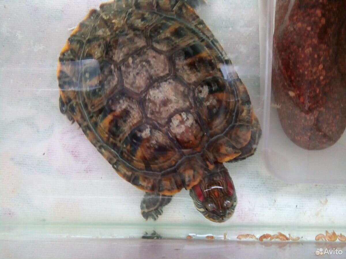Красноухая черепаха(водная) купить на Зозу.ру - фотография № 4