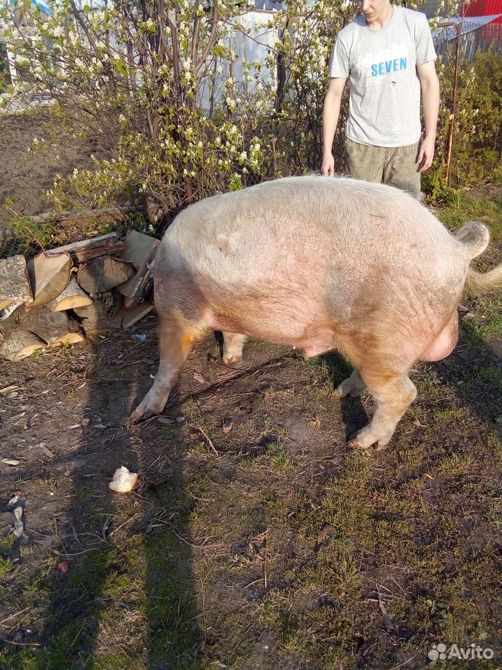Продам или обменяю свина купить на Зозу.ру - фотография № 2