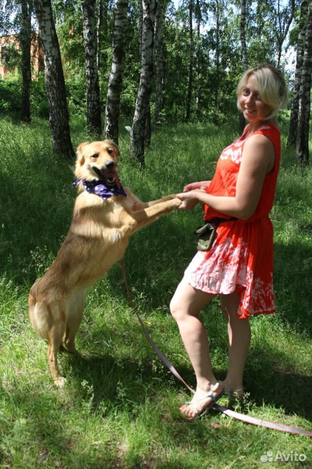 Добрая собака в дар купить на Зозу.ру - фотография № 4