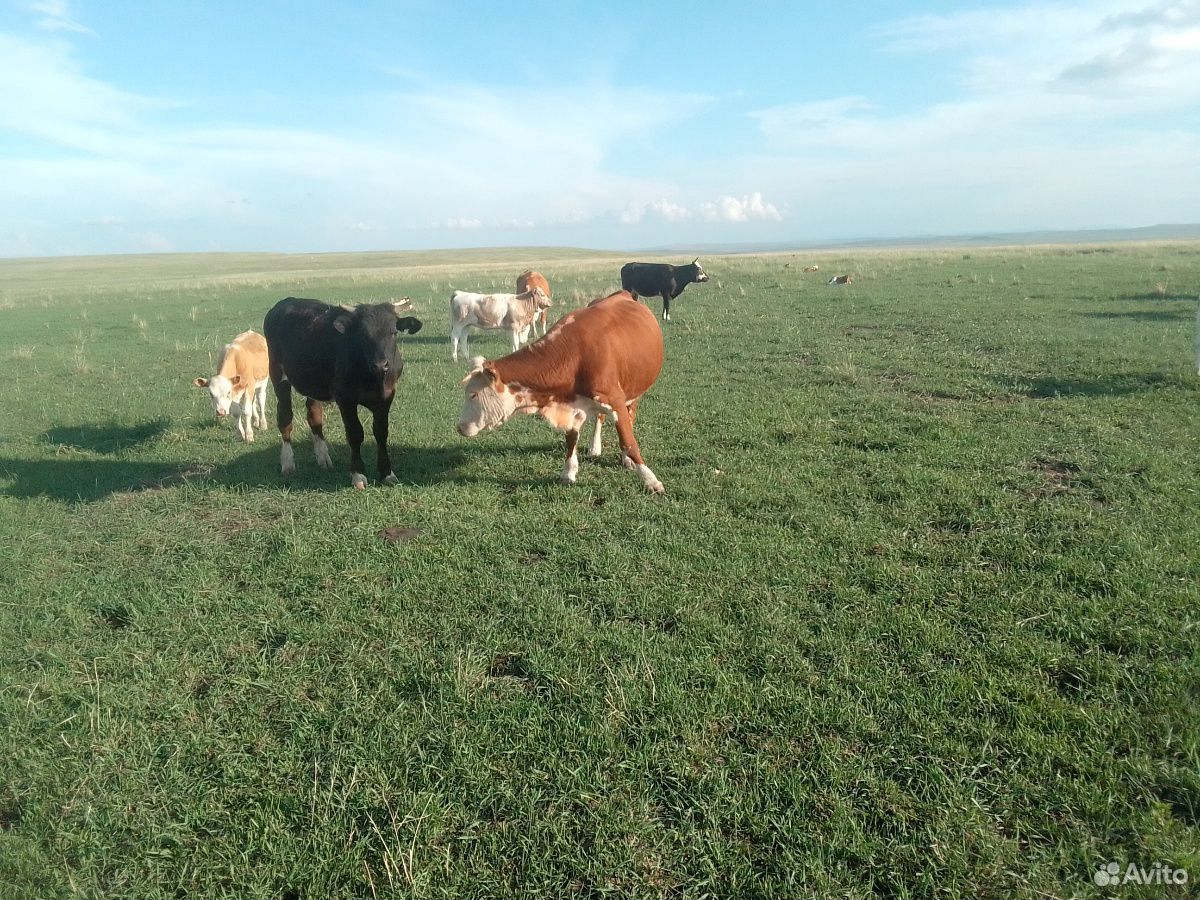 Два бычка и корова стельнная купить на Зозу.ру - фотография № 7