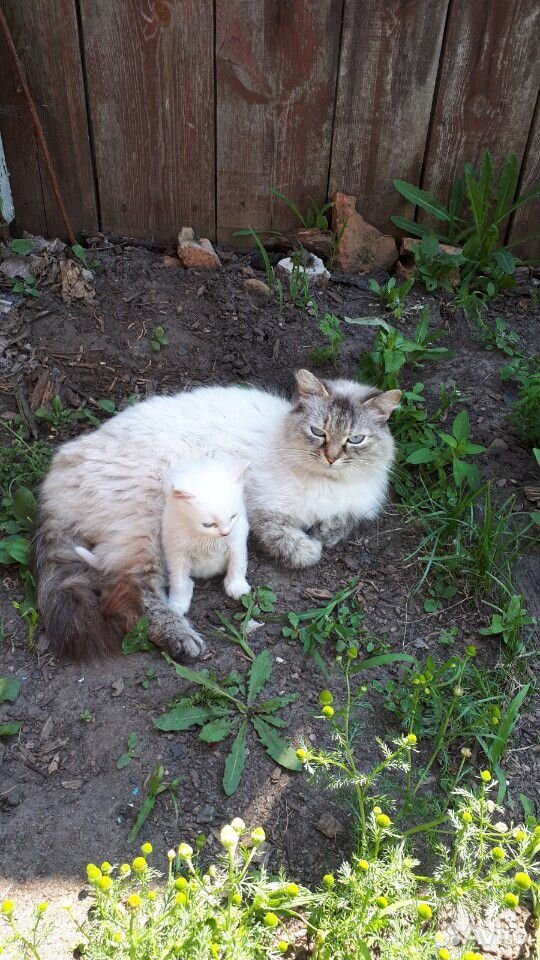 Котенок и Кошка в добрые руки купить на Зозу.ру - фотография № 3