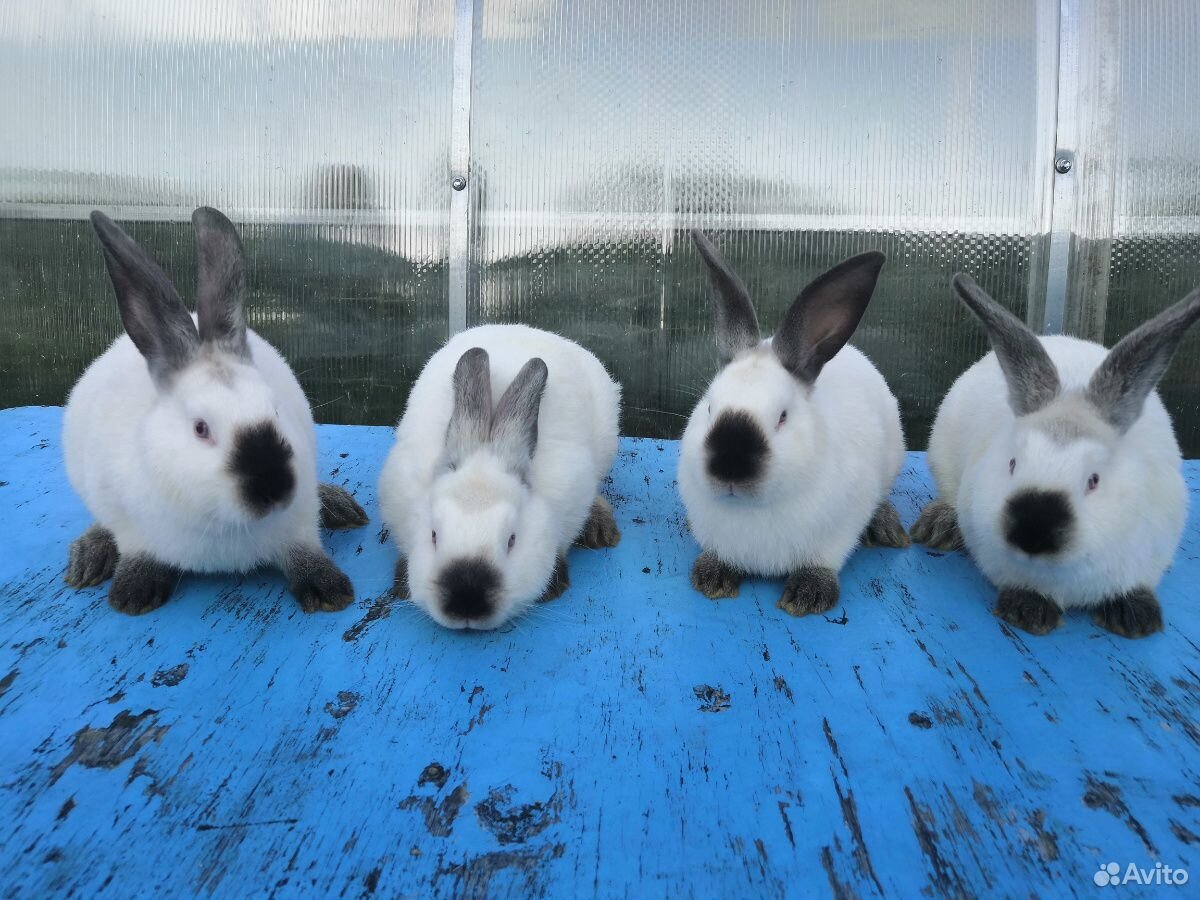 Калифорнийские кролики купить на Зозу.ру - фотография № 4