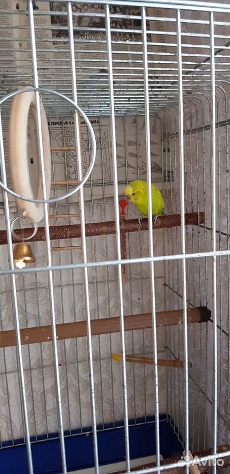 Волнистый попугай с большой клеткой купить на Зозу.ру - фотография № 2