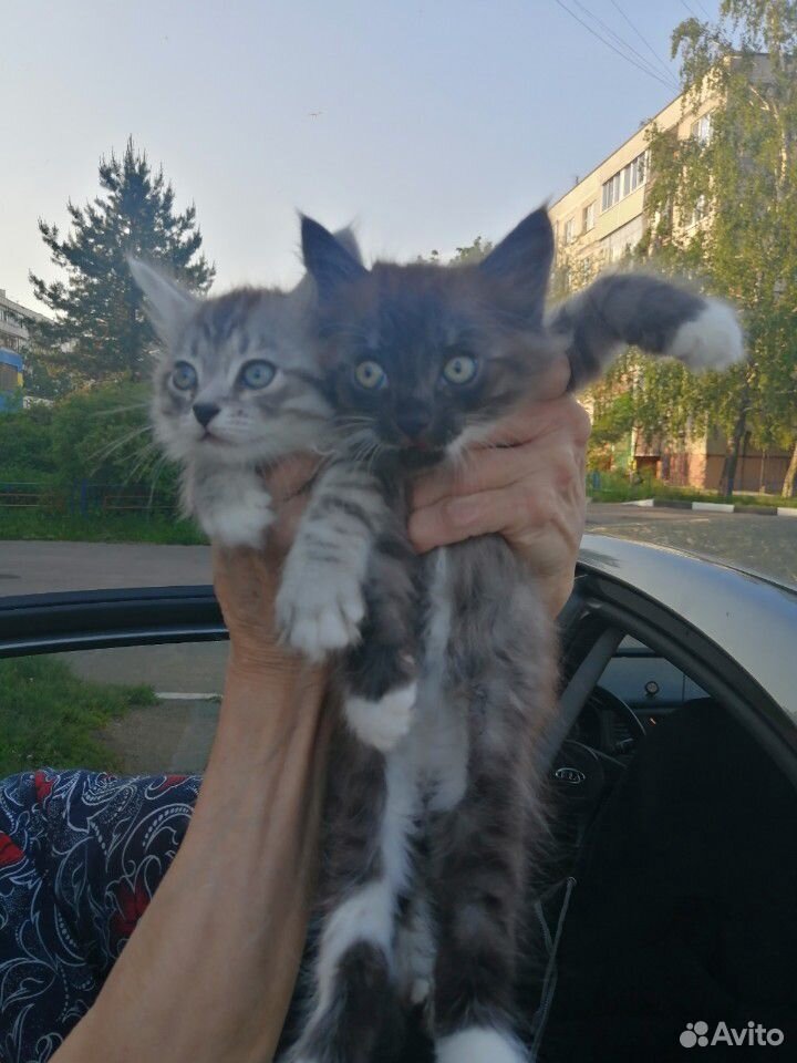 Кошки купить на Зозу.ру - фотография № 4
