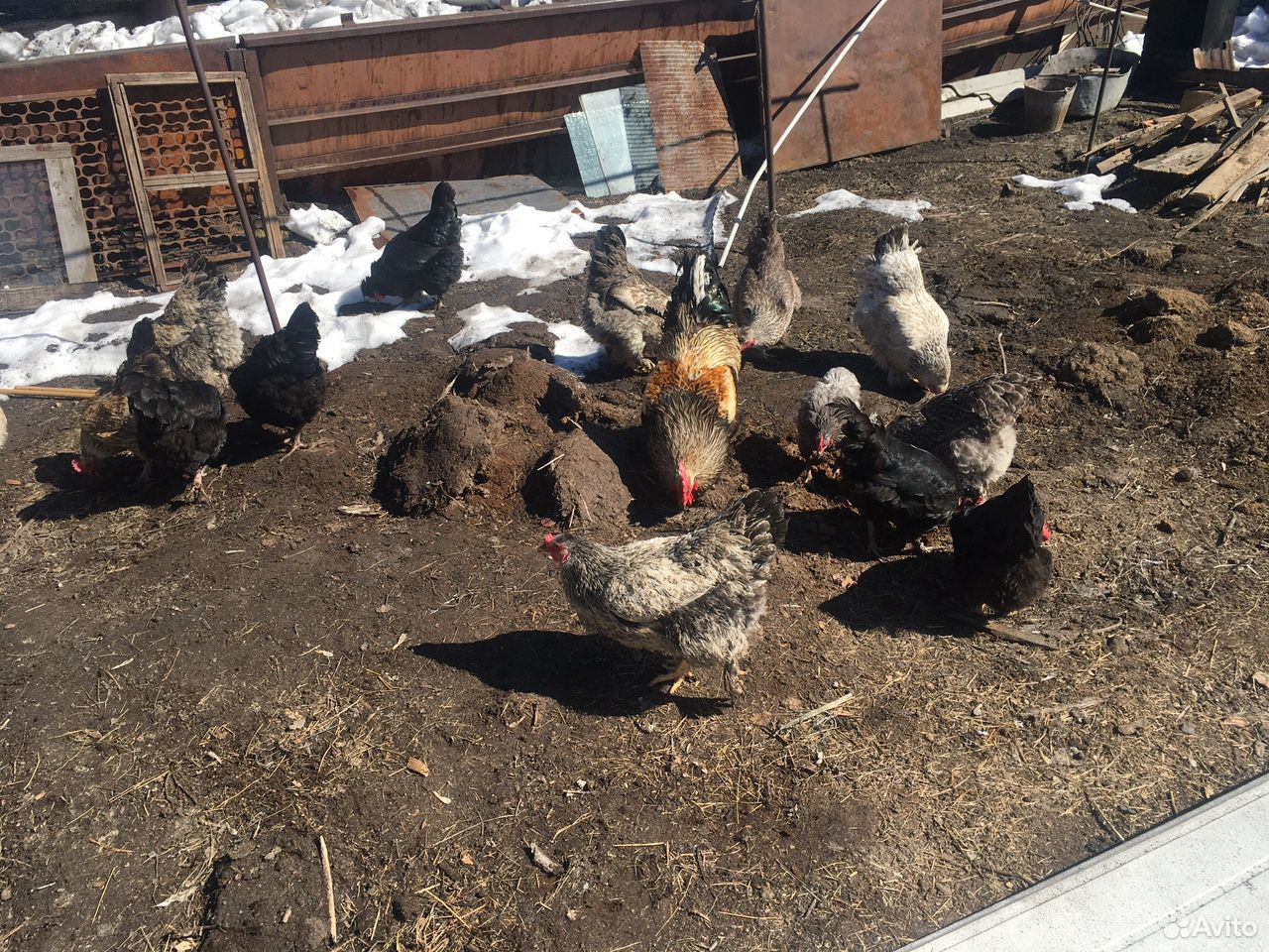 Яйца куриные на инкубацию купить на Зозу.ру - фотография № 3