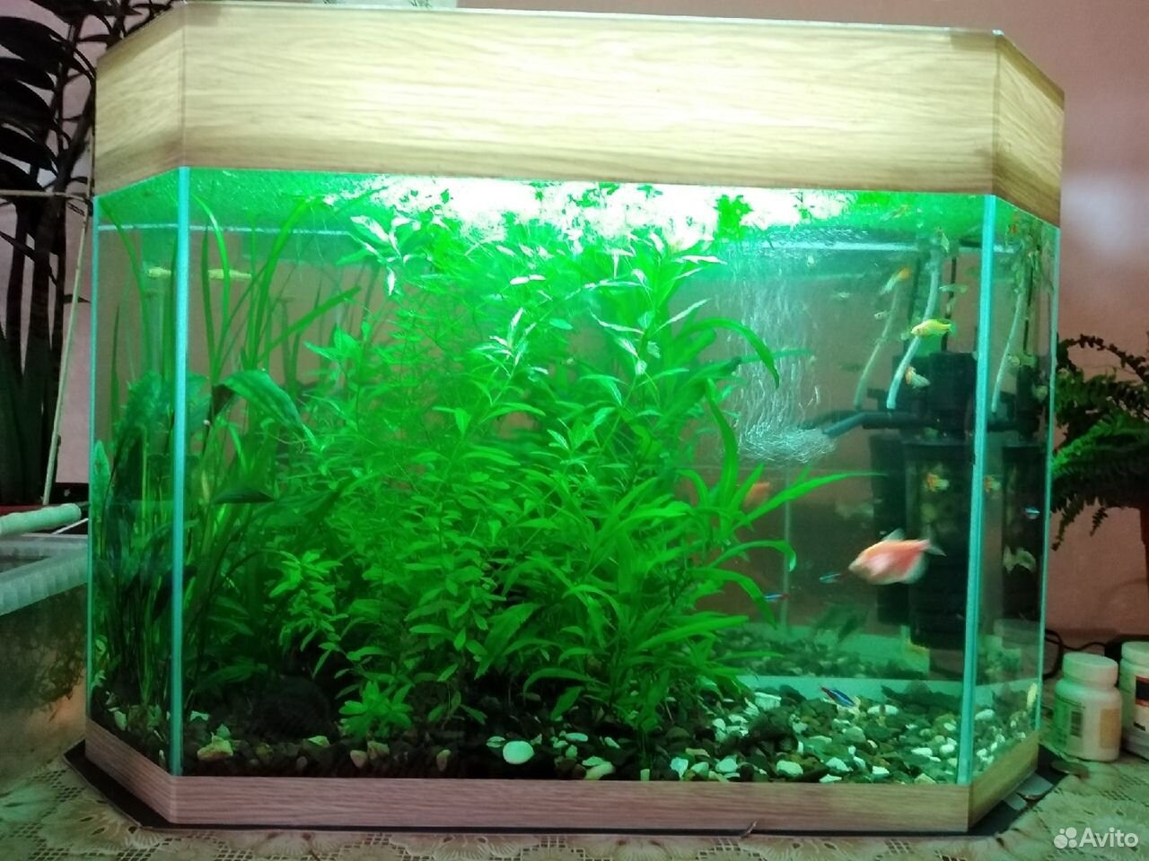 Продаю аквариум с рыбками, фильтром и растениями купить на Зозу.ру - фотография № 2