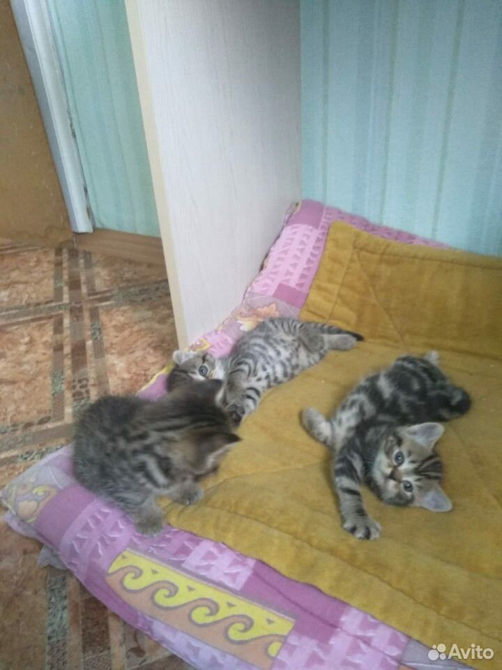 Веселые игривые котята ждут своих хозяев купить на Зозу.ру - фотография № 6