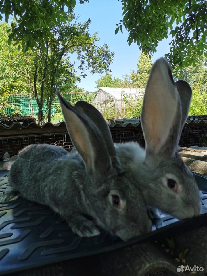Кролики фландр(бельгийский великан) купить на Зозу.ру - фотография № 7