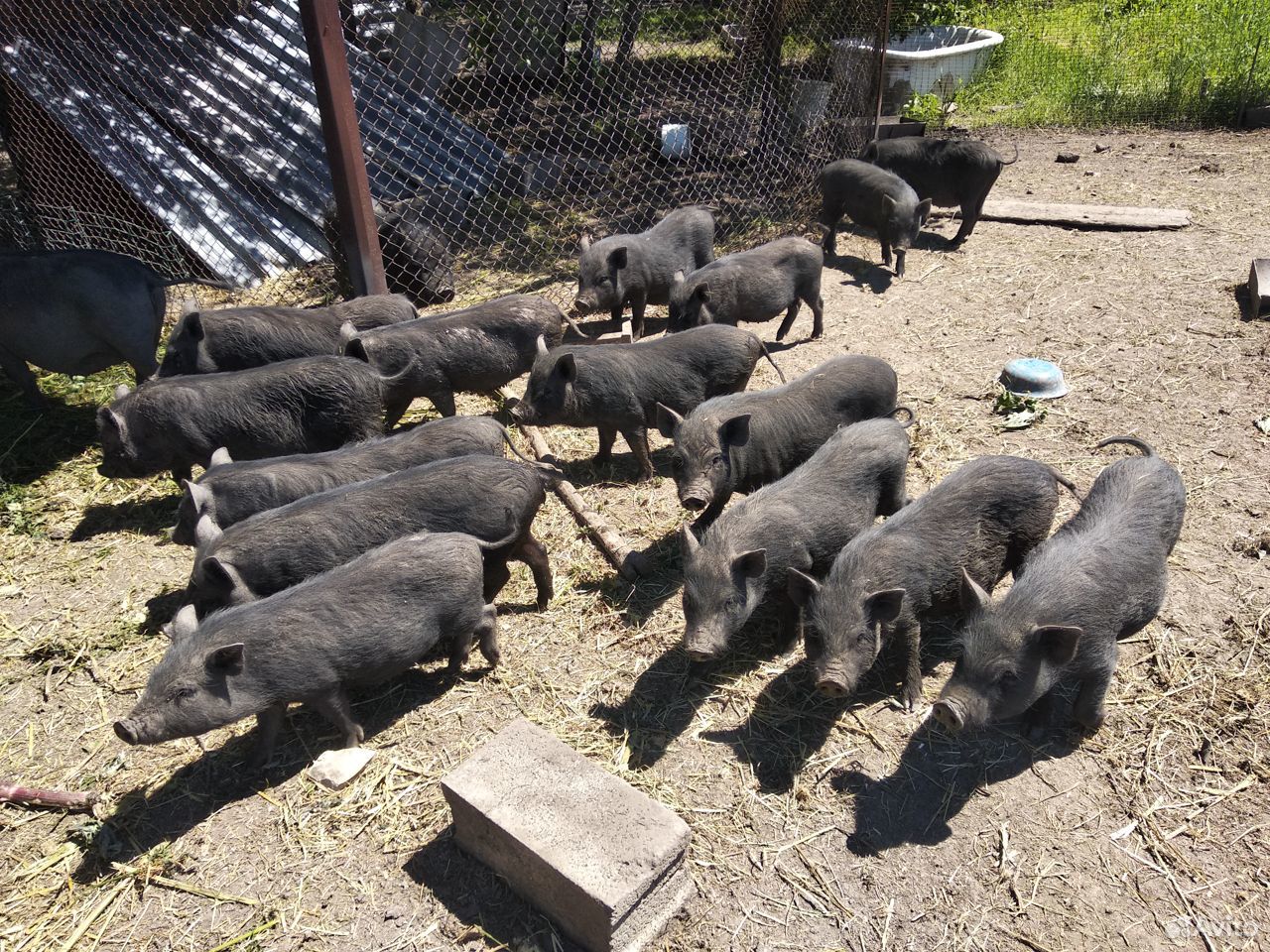 Вьетнамские свиньи купить на Зозу.ру - фотография № 5