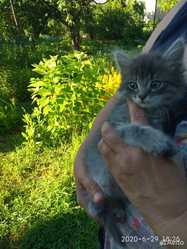 Шикарные голубые котята купить на Зозу.ру - фотография № 1