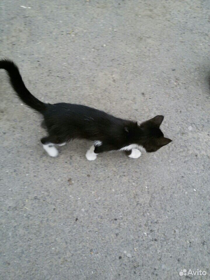 Котенок черно-белый купить на Зозу.ру - фотография № 1
