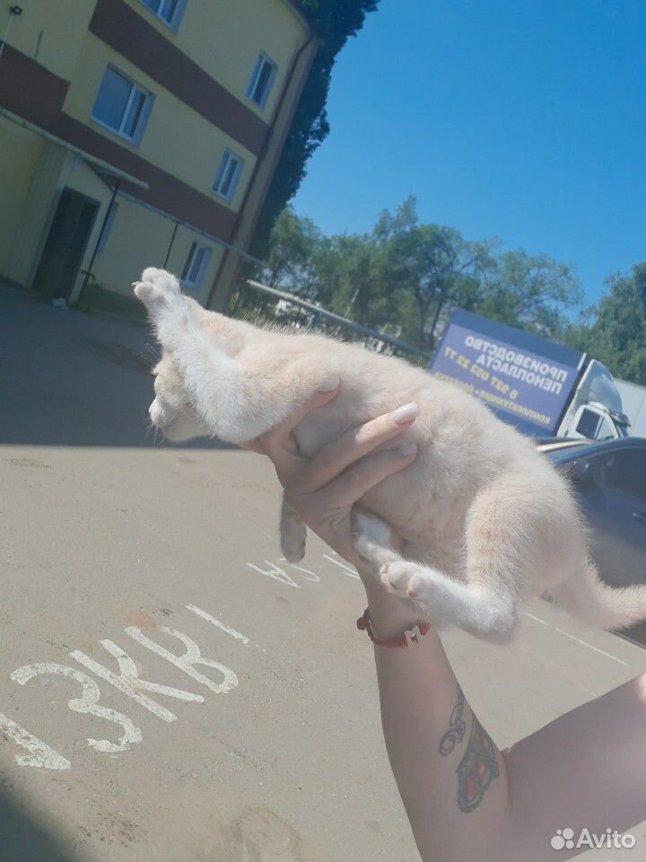 Котенок купить на Зозу.ру - фотография № 4