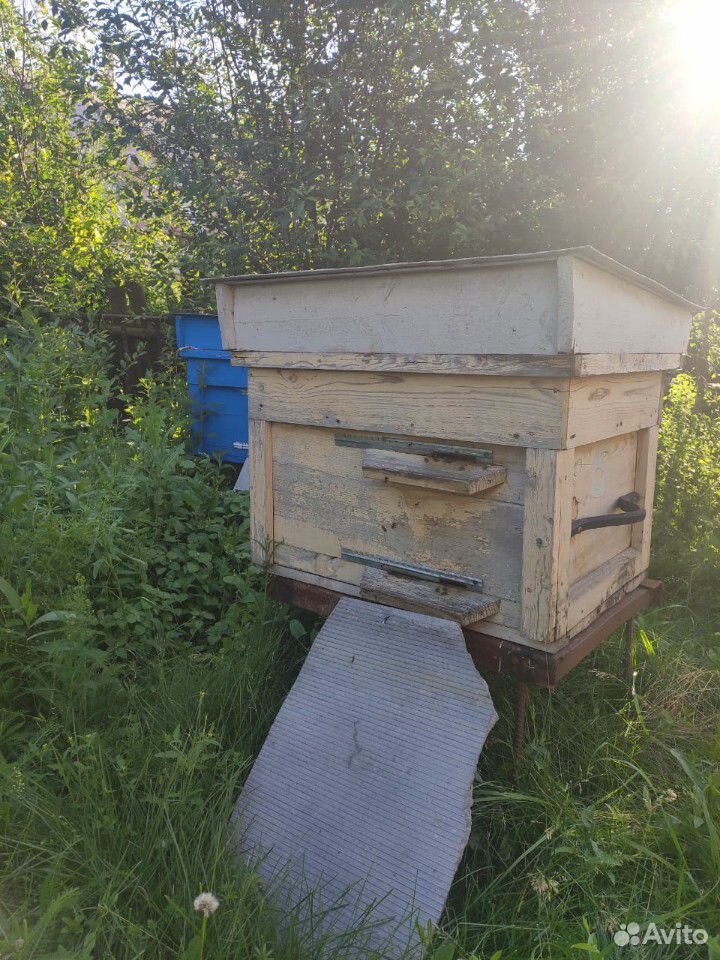Пчелы с ульями купить на Зозу.ру - фотография № 3