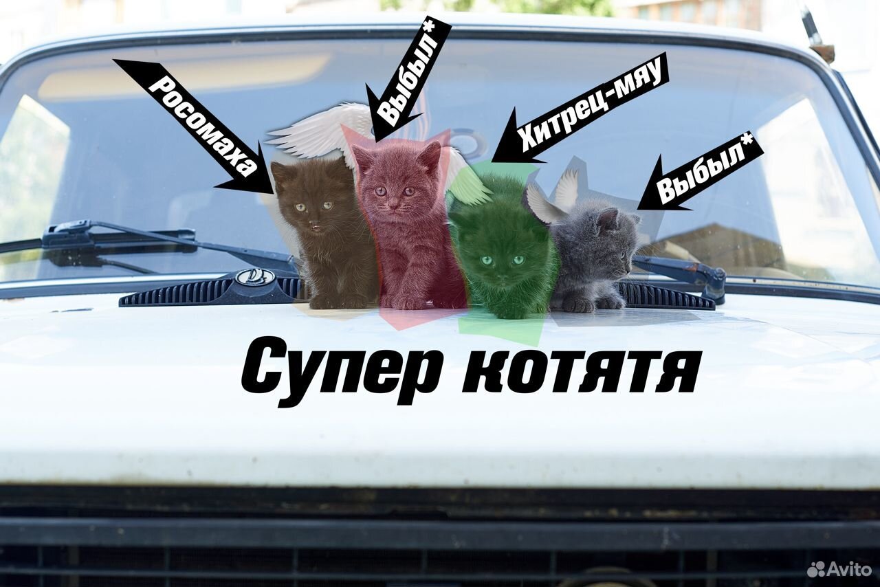 Супер котята купить на Зозу.ру - фотография № 1