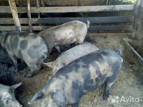 Сдам свиней на мясо купить на Зозу.ру - фотография № 4
