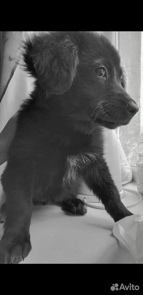 Собака, лабрадор, девочка, 2 месяца купить на Зозу.ру - фотография № 1