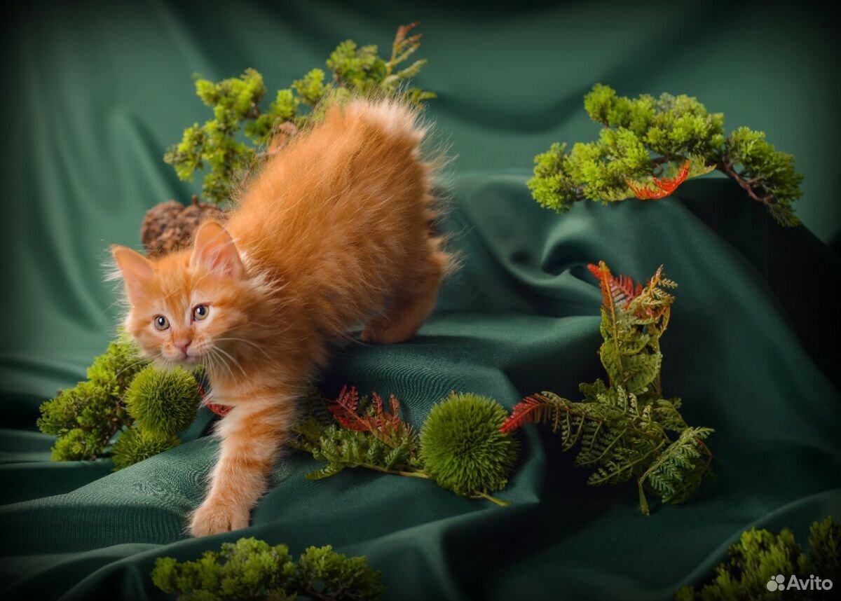 Яркие котята Курильского Бобтейла купить на Зозу.ру - фотография № 4