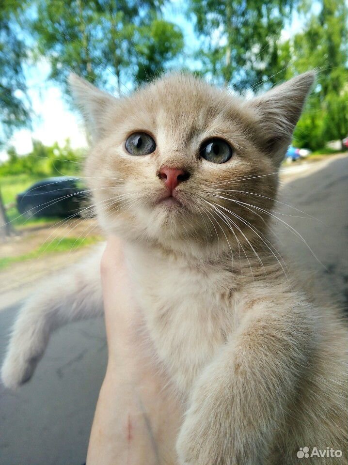 Котёнок (кошка) купить на Зозу.ру - фотография № 2