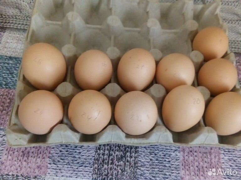 Яйцо черного орпингтона купить на Зозу.ру - фотография № 2