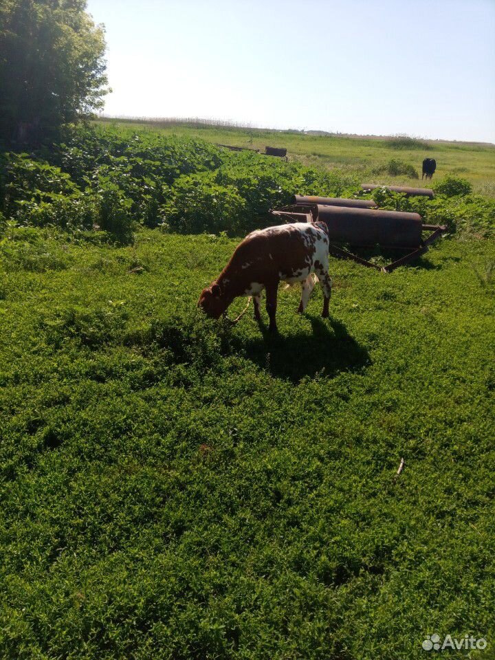 Корова с теленком и бычек купить на Зозу.ру - фотография № 5