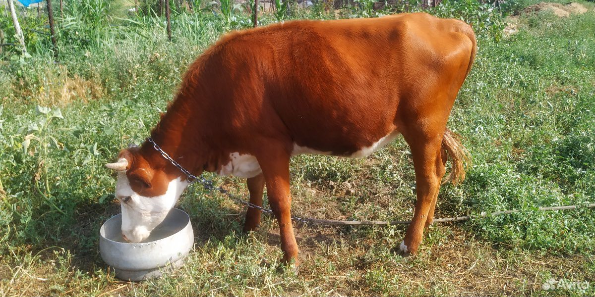 Тёлочка на корову купить на Зозу.ру - фотография № 3