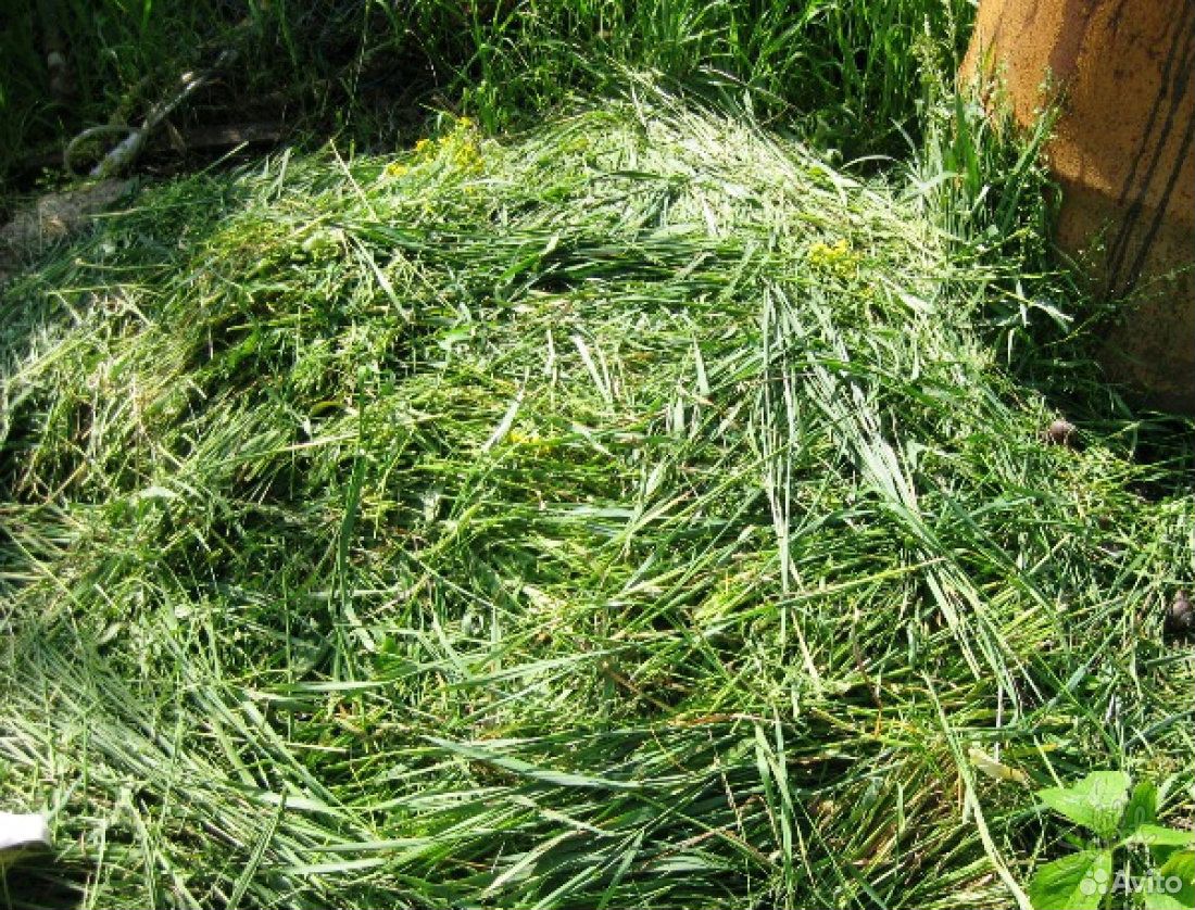 Свежескошенная газонная трава купить на Зозу.ру - фотография № 1