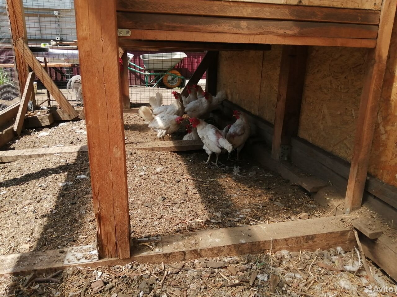 Курицы несушки.леггорн купить на Зозу.ру - фотография № 9
