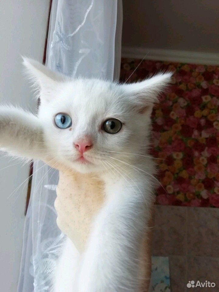 Котенок мальчик с разным цветом глаз купить на Зозу.ру - фотография № 1