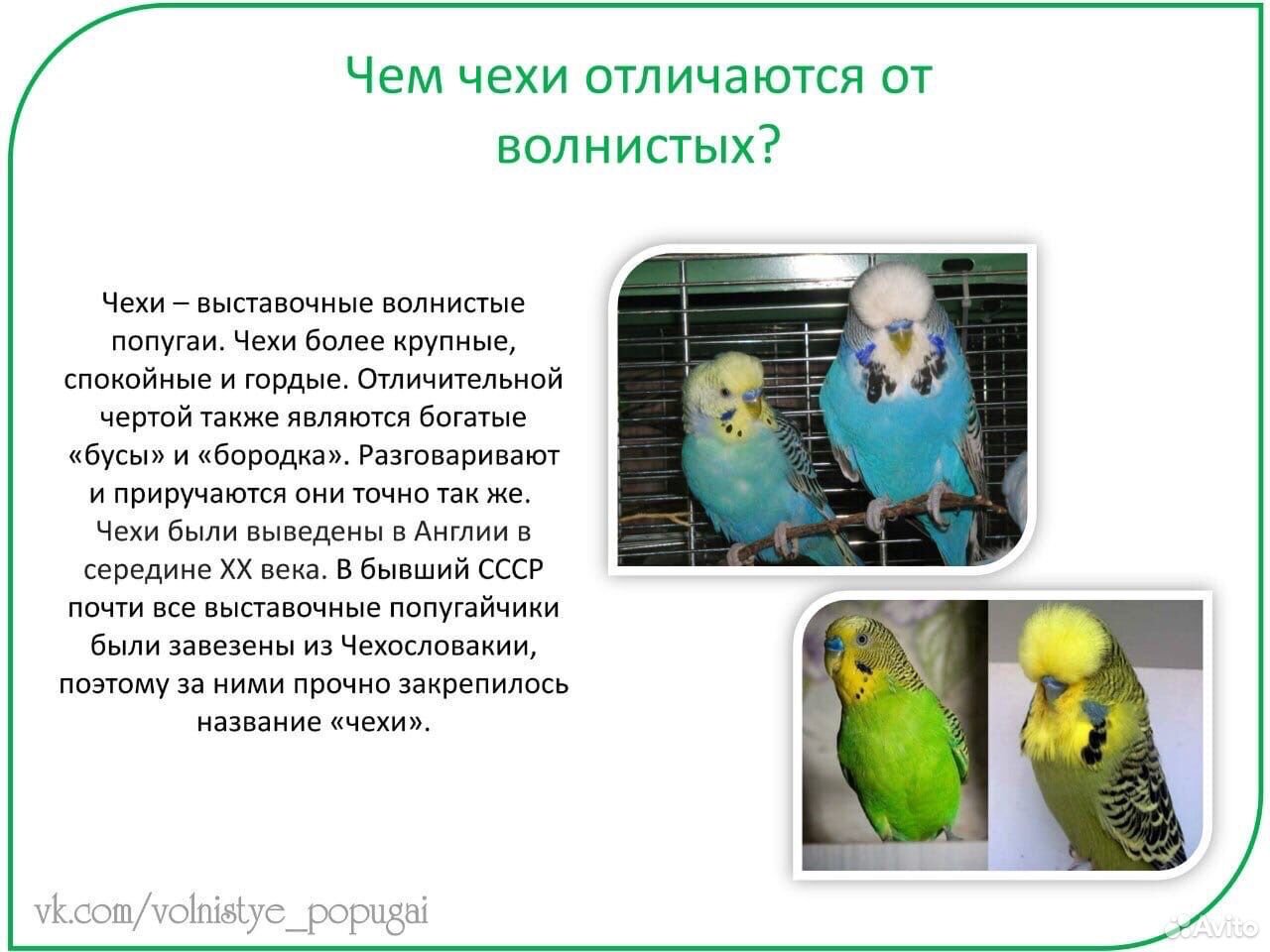 Выставочный волнистый попугай купить на Зозу.ру - фотография № 3
