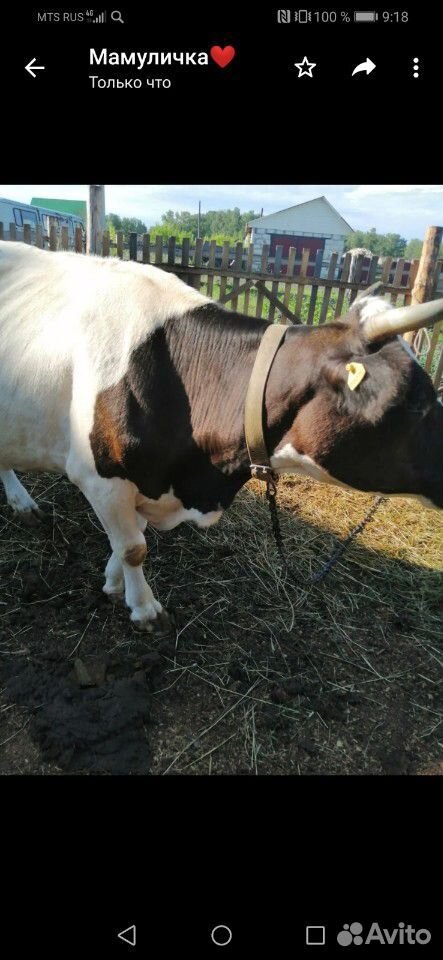 Продаю высокоудоиную корову купить на Зозу.ру - фотография № 2