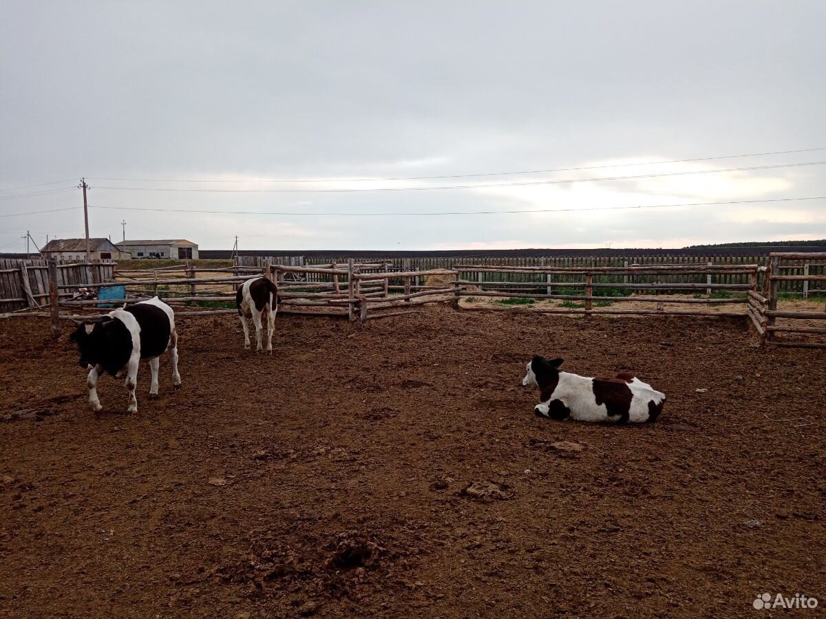Коровы, быки купить на Зозу.ру - фотография № 2