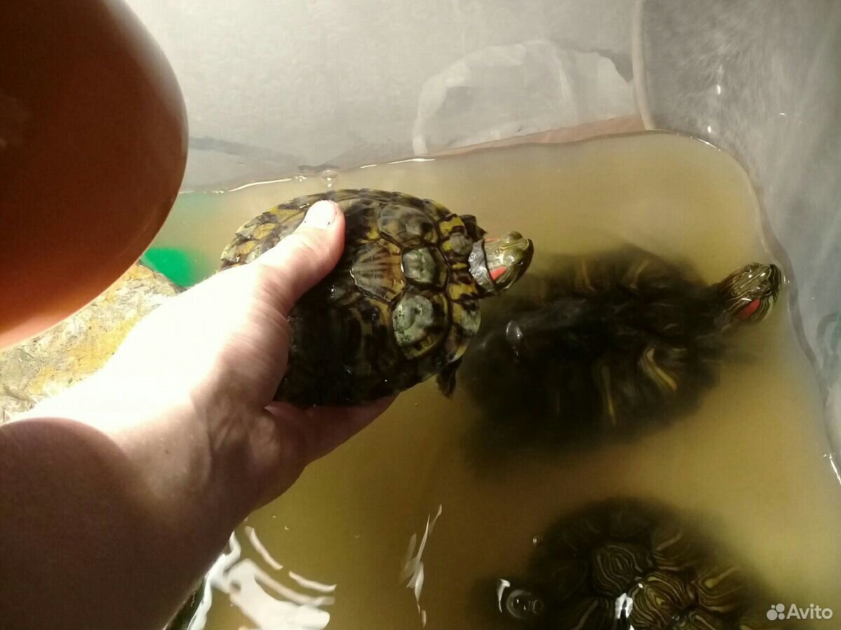 Черепахи с аквариумом купить на Зозу.ру - фотография № 4