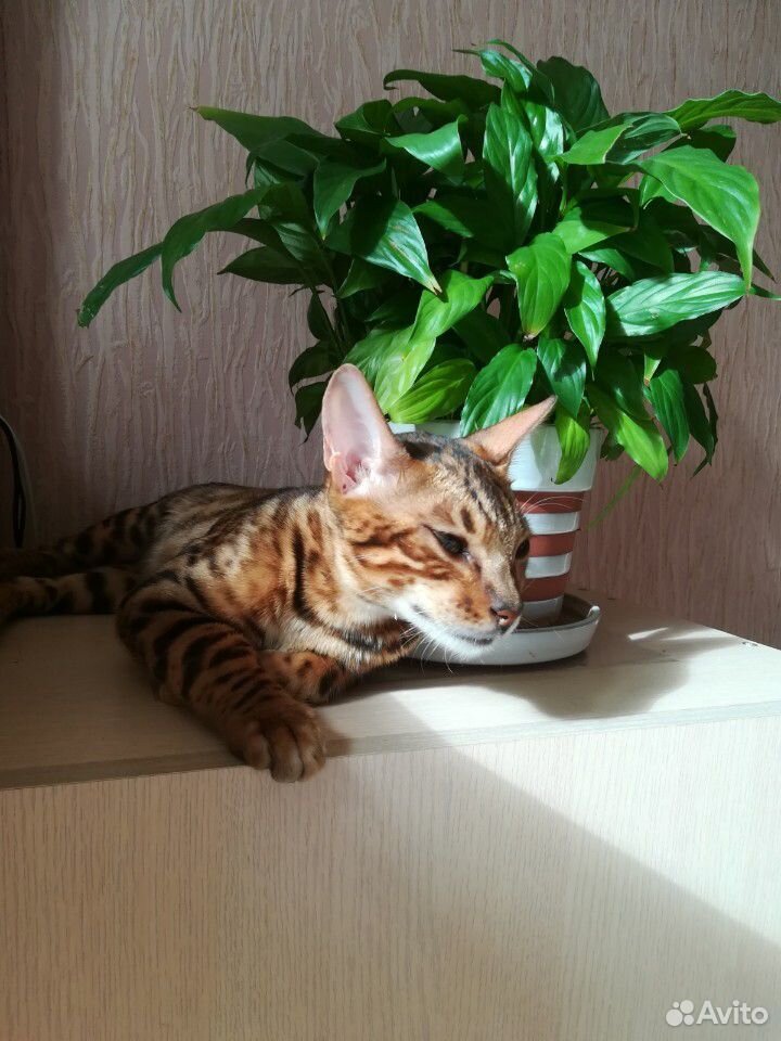 Бенгальский кот на вязку купить на Зозу.ру - фотография № 8