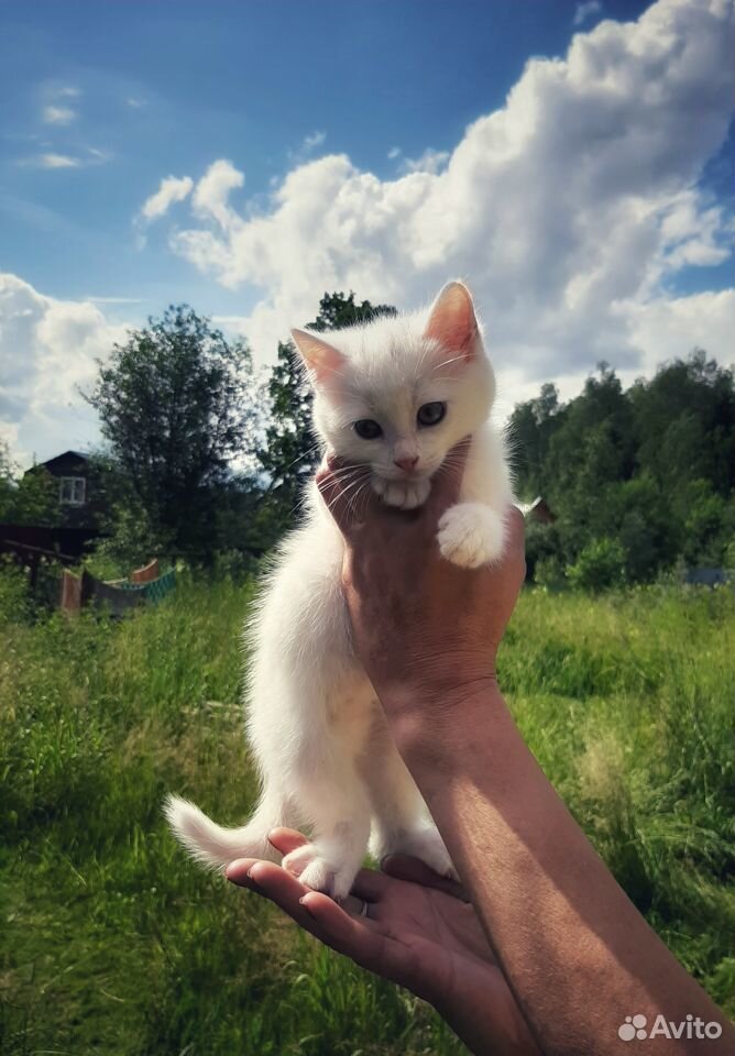Котята в любящую семью купить на Зозу.ру - фотография № 9