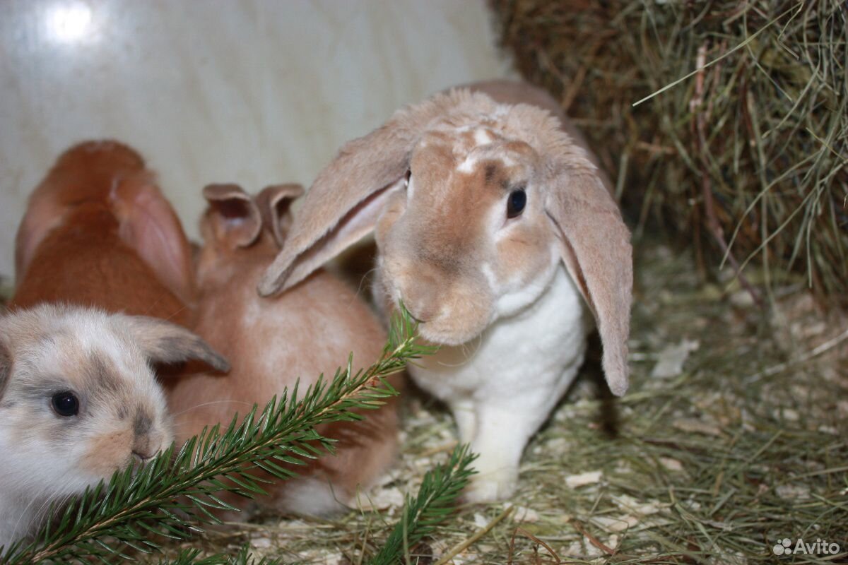 Крольчата вислоухие карликовые с Рекс геном купить на Зозу.ру - фотография № 2