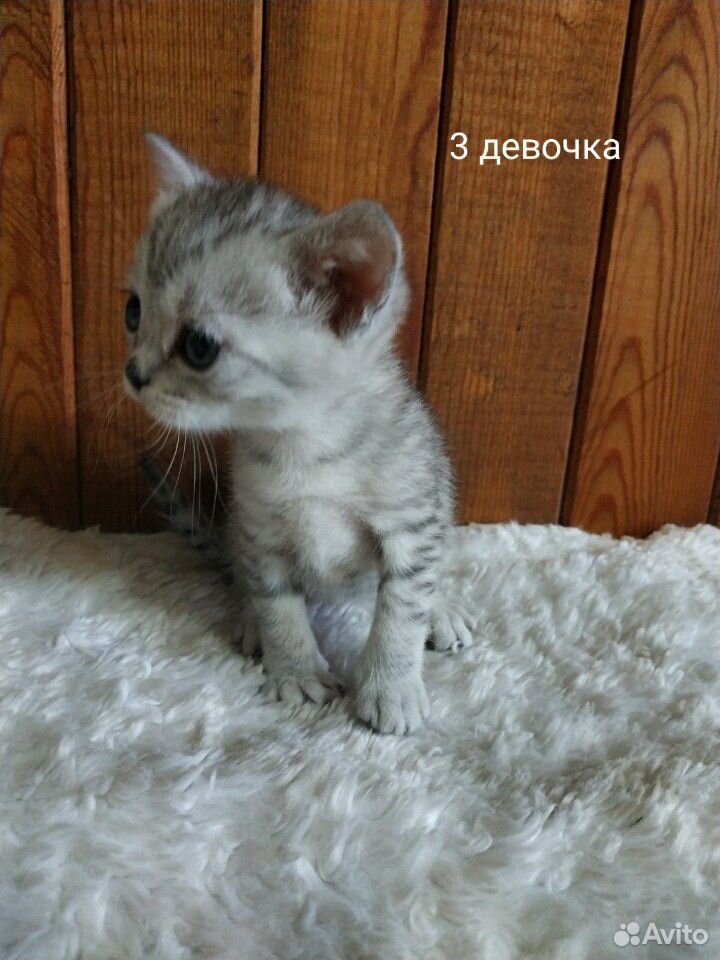 Котята британской купить на Зозу.ру - фотография № 8
