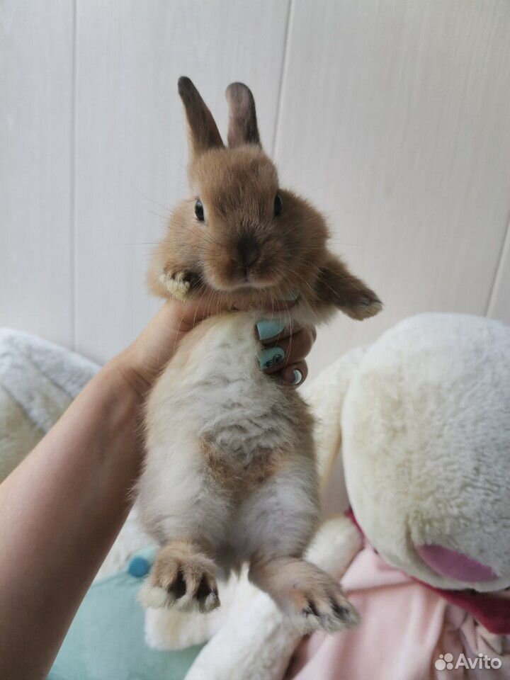 Продаю карликовых кроликов купить на Зозу.ру - фотография № 2