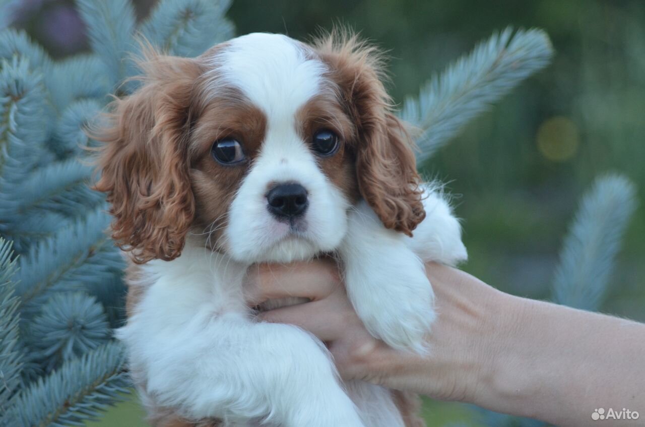 Синдром курчавой шерсти кавалер кинг чарльз спаниель фото. Кавалер кинг чарльз мальчик. Мальчик кавалер. Мальчик кавалер. Кавалер-кинг-чарльз-спаниель купить.