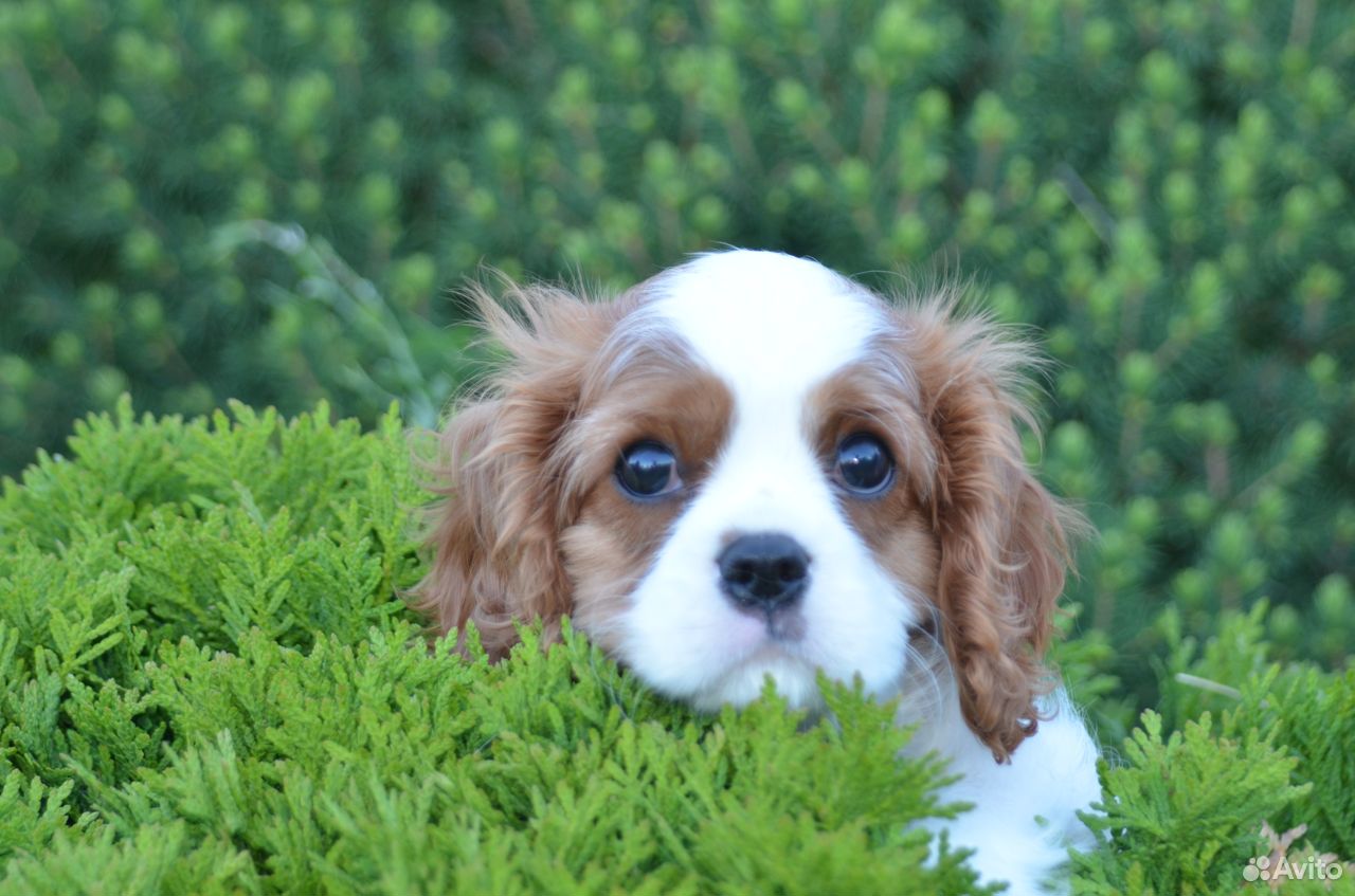 Кавалер-кинг-чарльз-спаниель купить щенка. Мальчик кавалер. Кавалер кинг чарльз спаниель коричневый. Мальчик кавалер. Кавалер спринг чарльз спаниель.