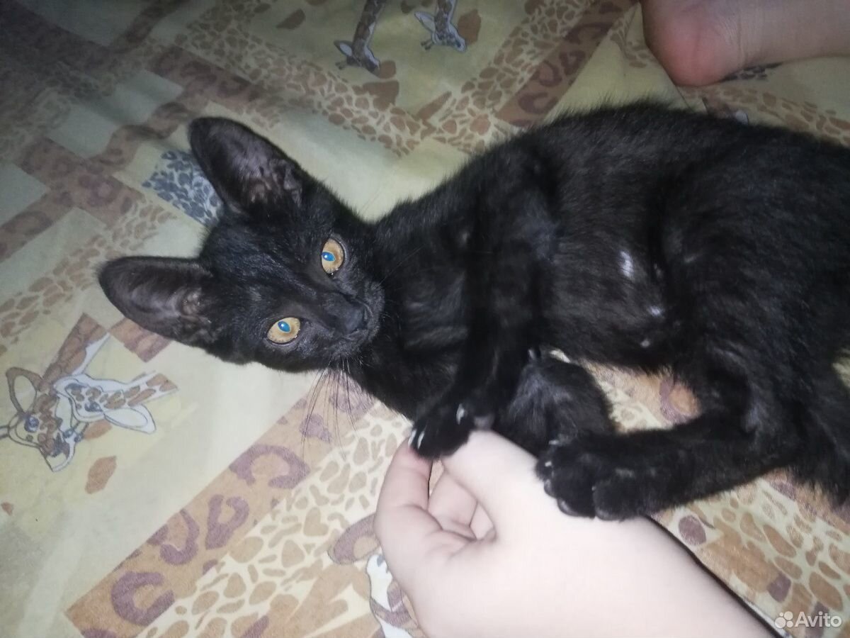 Милый чёрный котик купить на Зозу.ру - фотография № 1