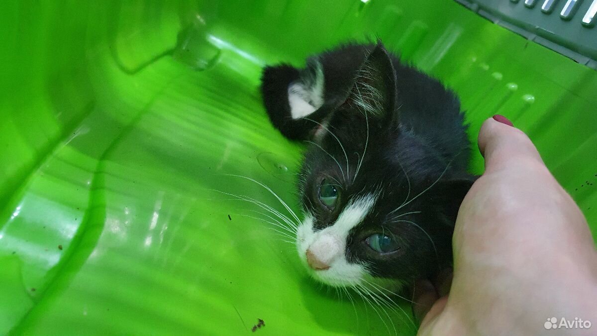 Котёнок Тоби купить на Зозу.ру - фотография № 7