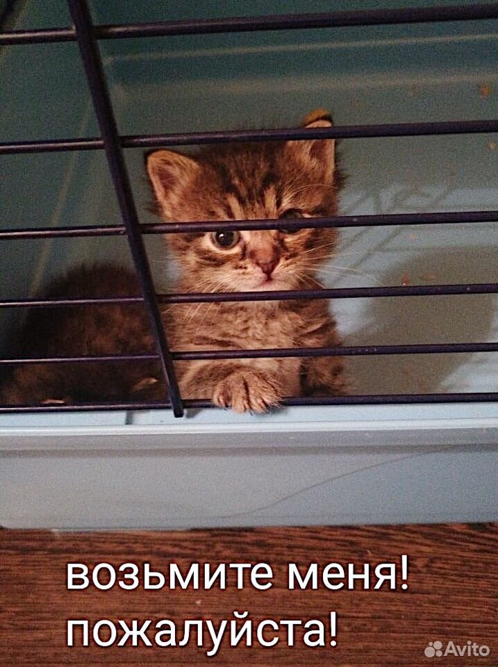 Котята в добрые руки Тула купить на Зозу.ру - фотография № 2