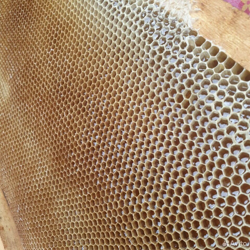 Сибирский свежий мёд купить на Зозу.ру - фотография № 1