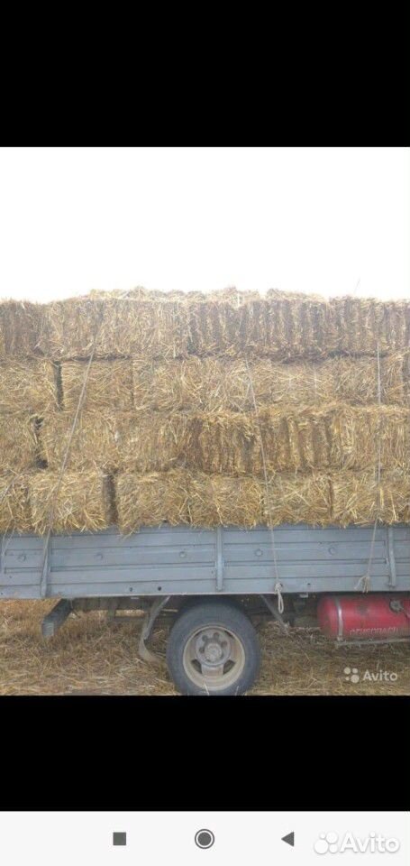 Солома пшеничный зелёны купить на Зозу.ру - фотография № 1