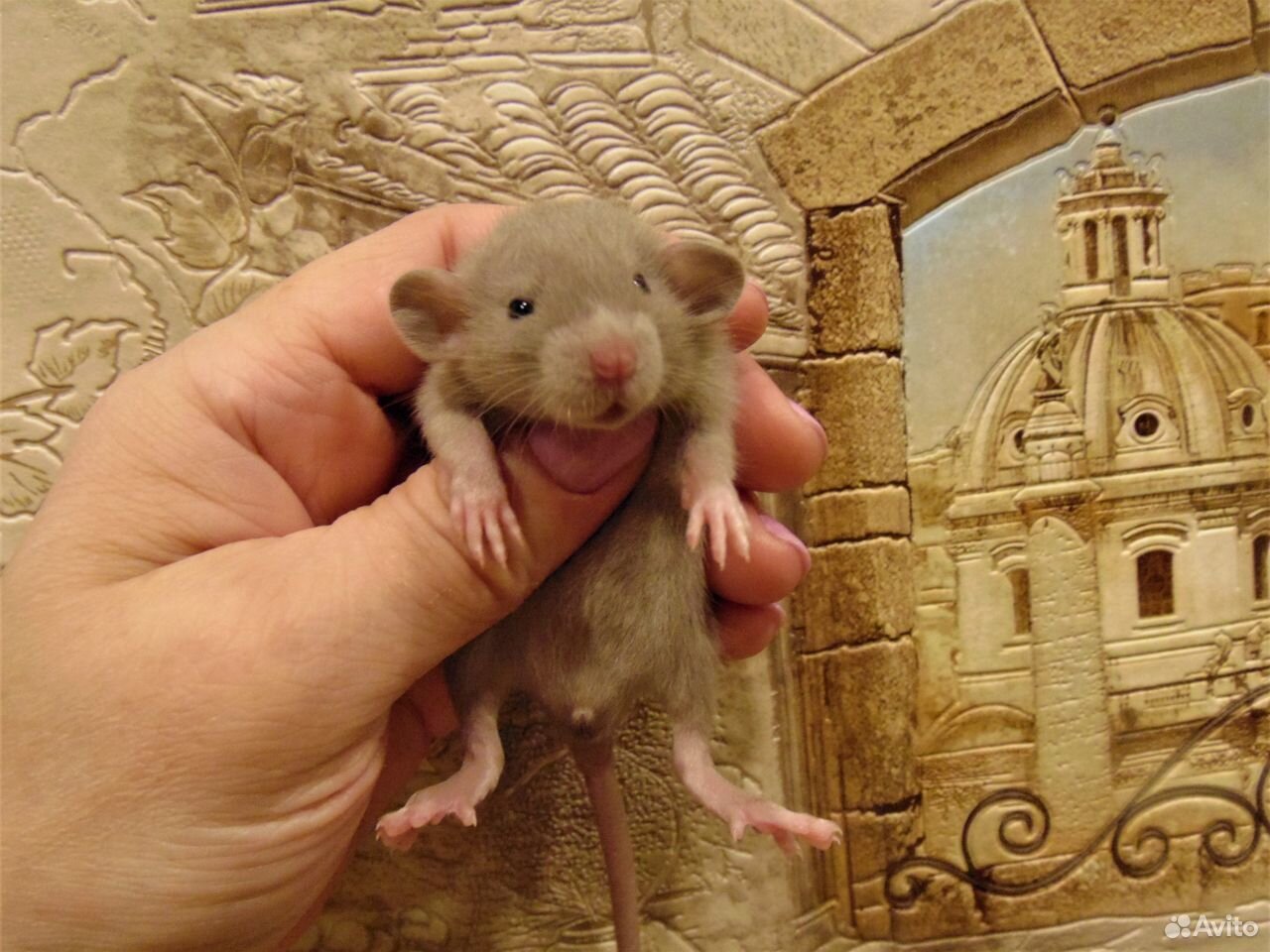 Крысы, Крысята дамбо, мальчики, клетки, гамаки купить на Зозу.ру - фотография № 6